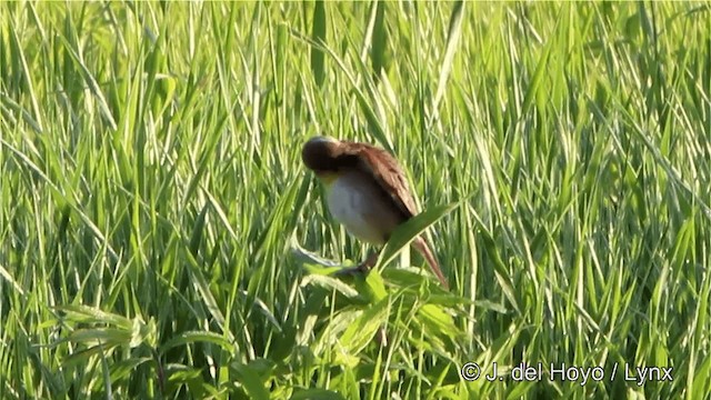 Dickcissel - ML201449871