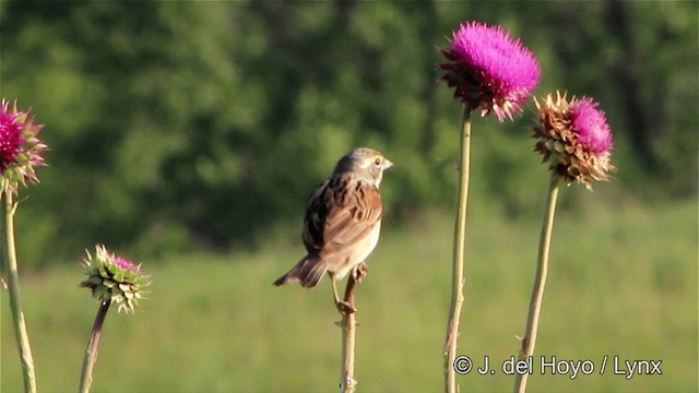 Dickcissel - ML201449881