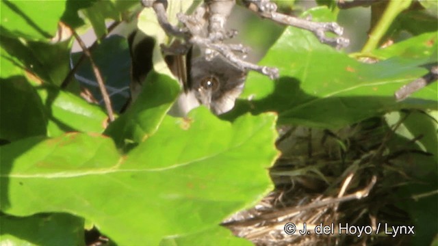 Eastern Kingbird - ML201449901