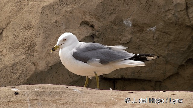 Делавэрская чайка - ML201449921