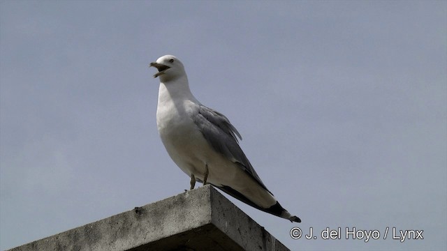 Ring-billed Gull - ML201449931