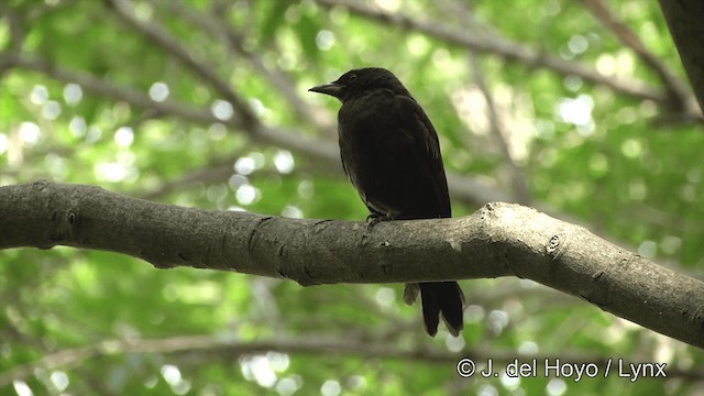 Common Grackle - ML201449951