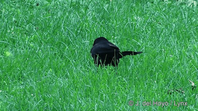 Common Grackle - ML201449961