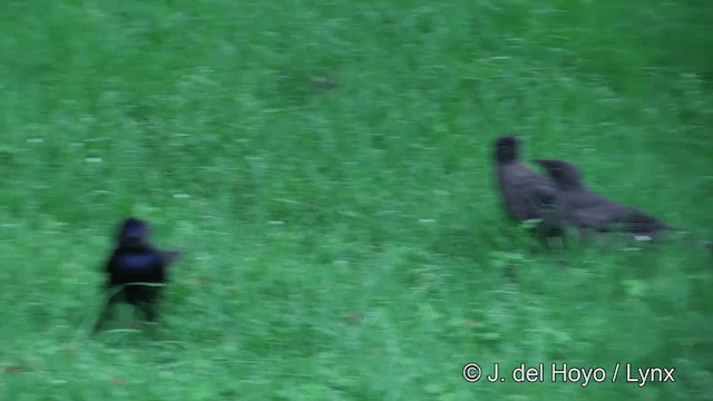 Common Grackle - ML201449971