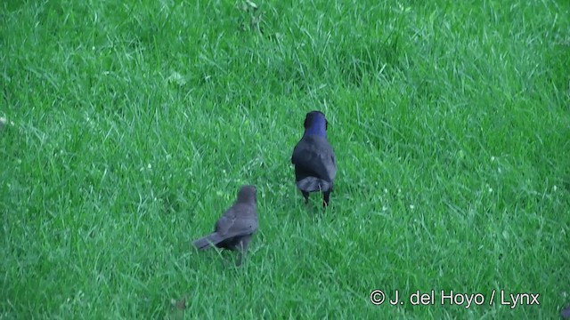 Common Grackle - ML201449981