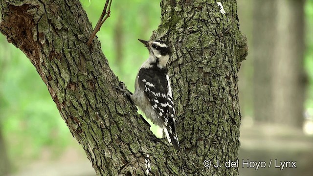 Downy Woodpecker - ML201449991
