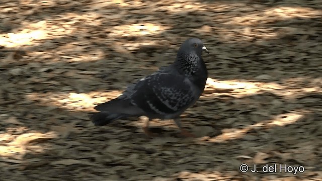 Rock Pigeon (Feral Pigeon) - ML201450021