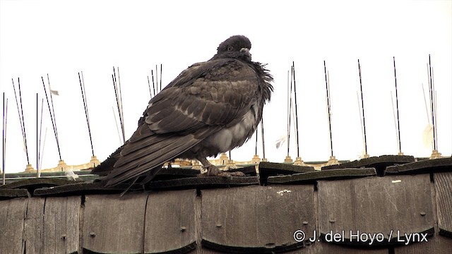 Rock Pigeon (Feral Pigeon) - ML201450091