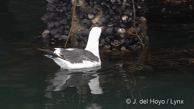 Goéland d'Audubon - ML201450101