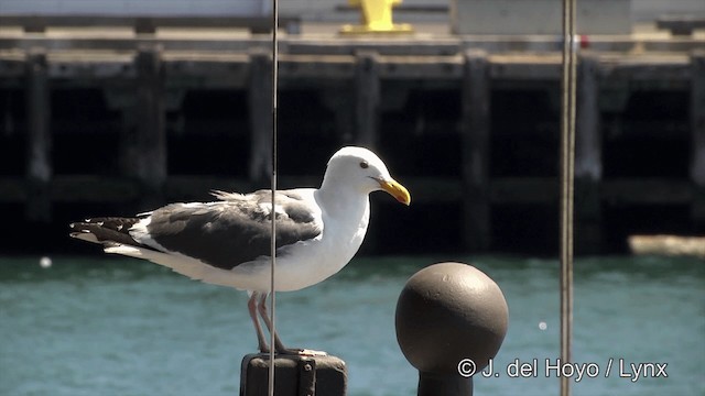 Gaviota Occidental - ML201450111