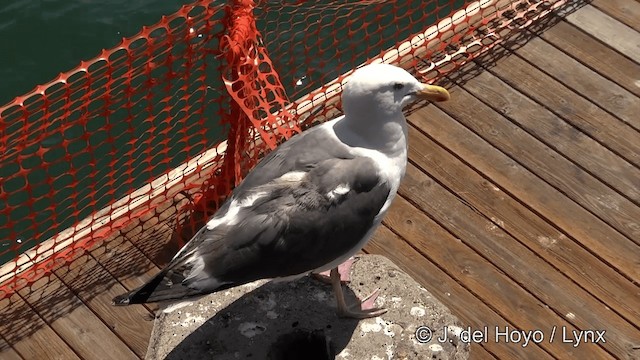 Western Gull - ML201450121