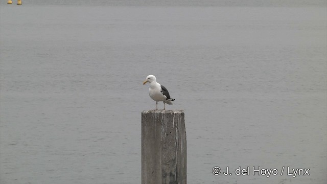 Western Gull - ML201450131