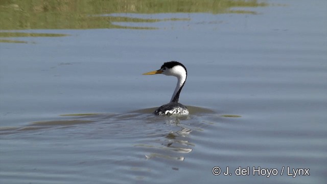 Clark's Grebe - ML201450191