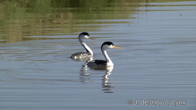 Clark's Grebe - ML201450201