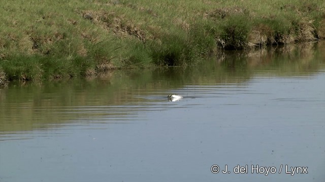 Clark's Grebe - ML201450211