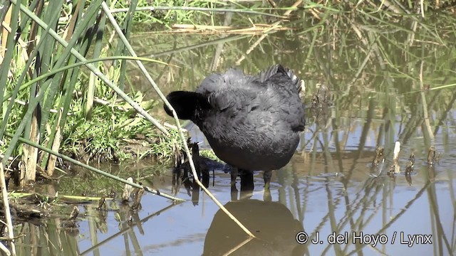 American Coot - ML201450291