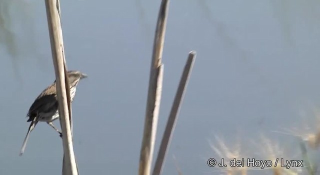 Song Sparrow (montana/merrilli) - ML201450301