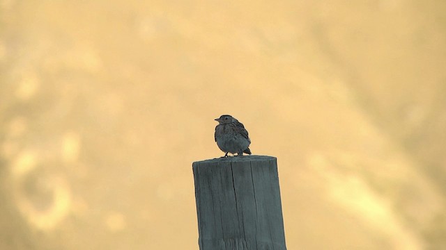 Eurasian Skylark - ML201450321