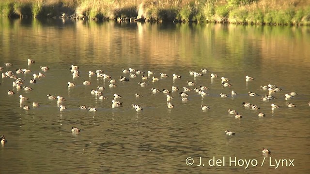 Paradise Shelduck - ML201450361