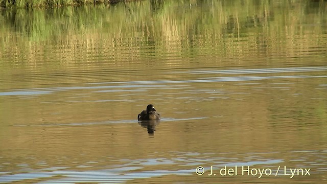 Paradise Shelduck - ML201450371