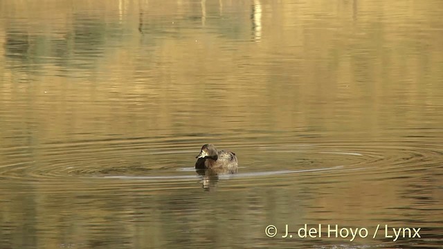 Paradise Shelduck - ML201450381