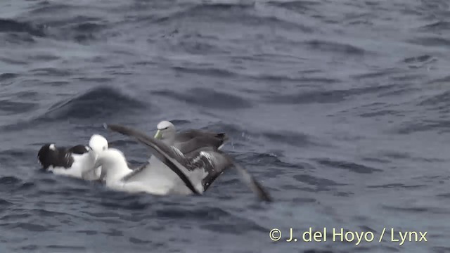 Northern Royal Albatross - ML201450391