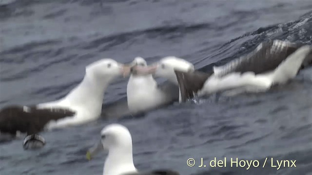 Northern Royal Albatross - ML201450401