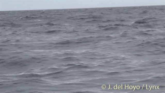 Gray-backed Storm-Petrel - ML201450411