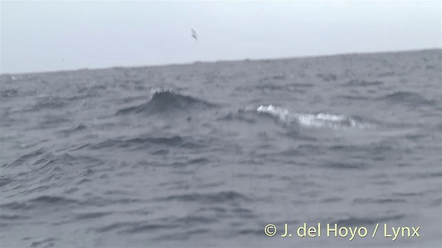 Mottled Petrel - ML201450421