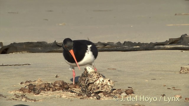 South Island Oystercatcher - ML201450431