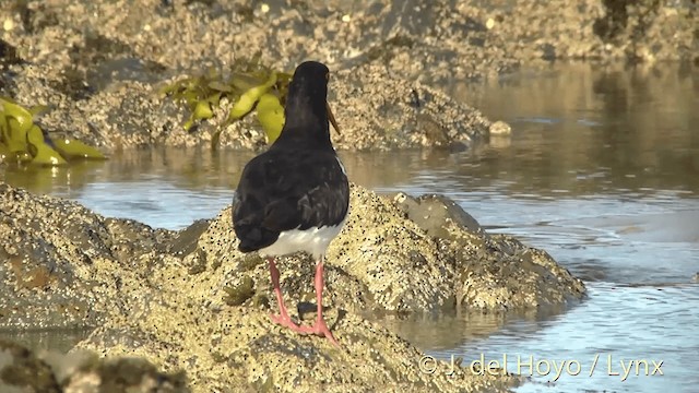 South Island Oystercatcher - ML201450441