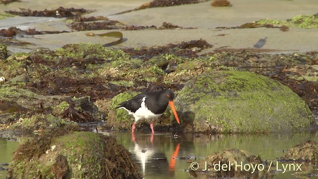 South Island Oystercatcher - ML201450451