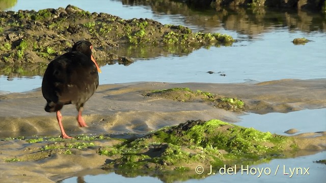 Variable Oystercatcher - ML201450481