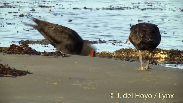 Variable Oystercatcher - ML201450501