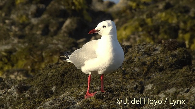 Silver Gull (Red-billed) - ML201450571