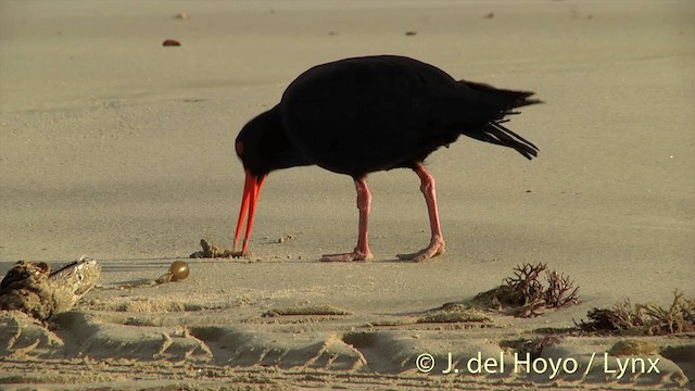 Neuseeland-Austernfischer - ML201450631