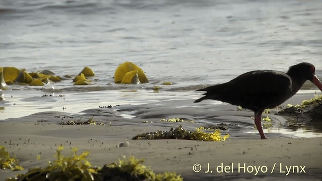 Variable Oystercatcher - ML201450681