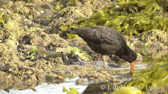 Variable Oystercatcher - ML201450701