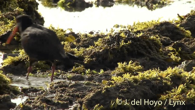 Variable Oystercatcher - ML201450721