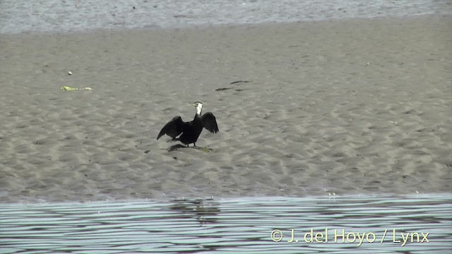 Little Pied Cormorant - ML201450841