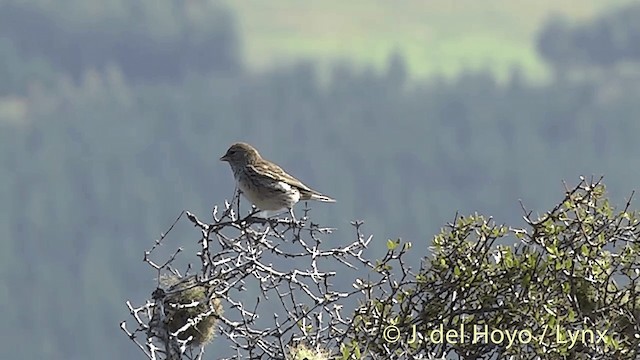 Lesser Redpoll - ML201450871