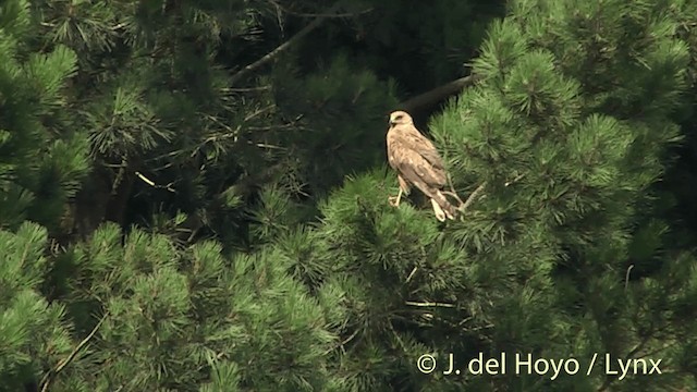 Swamp Harrier - ML201450881