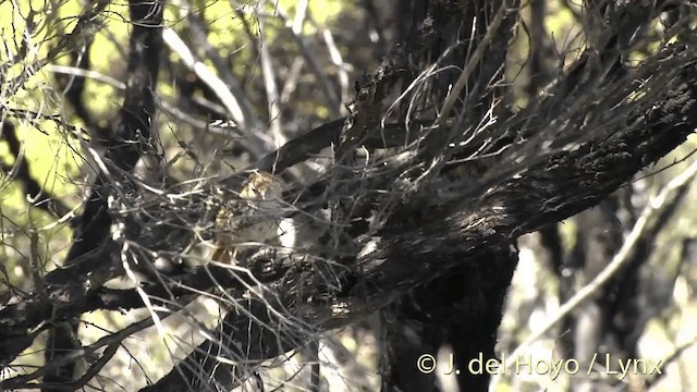 Yeni Zelanda Eğrelti Bülbülü [punctatus grubu] - ML201450901