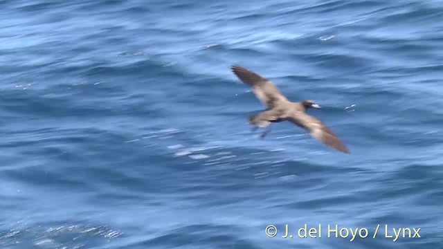 Flesh-footed Shearwater - ML201450971