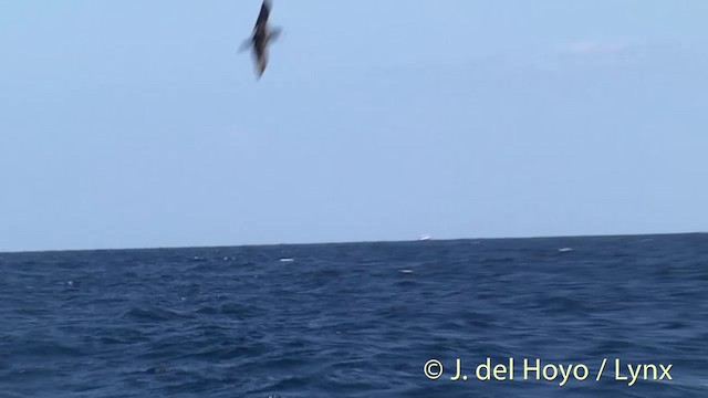 Flesh-footed Shearwater - ML201450991