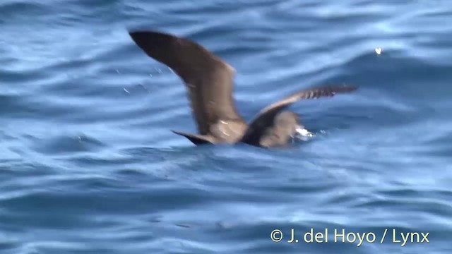 Flesh-footed Shearwater - ML201451001