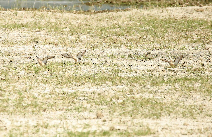 Buff-breasted Sandpiper - ML20145101