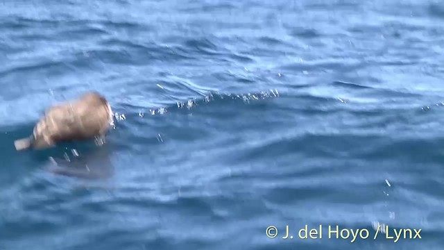 Flesh-footed Shearwater - ML201451011