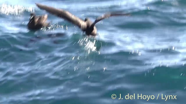 Flesh-footed Shearwater - ML201451071