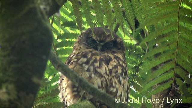 Morepork - ML201451091